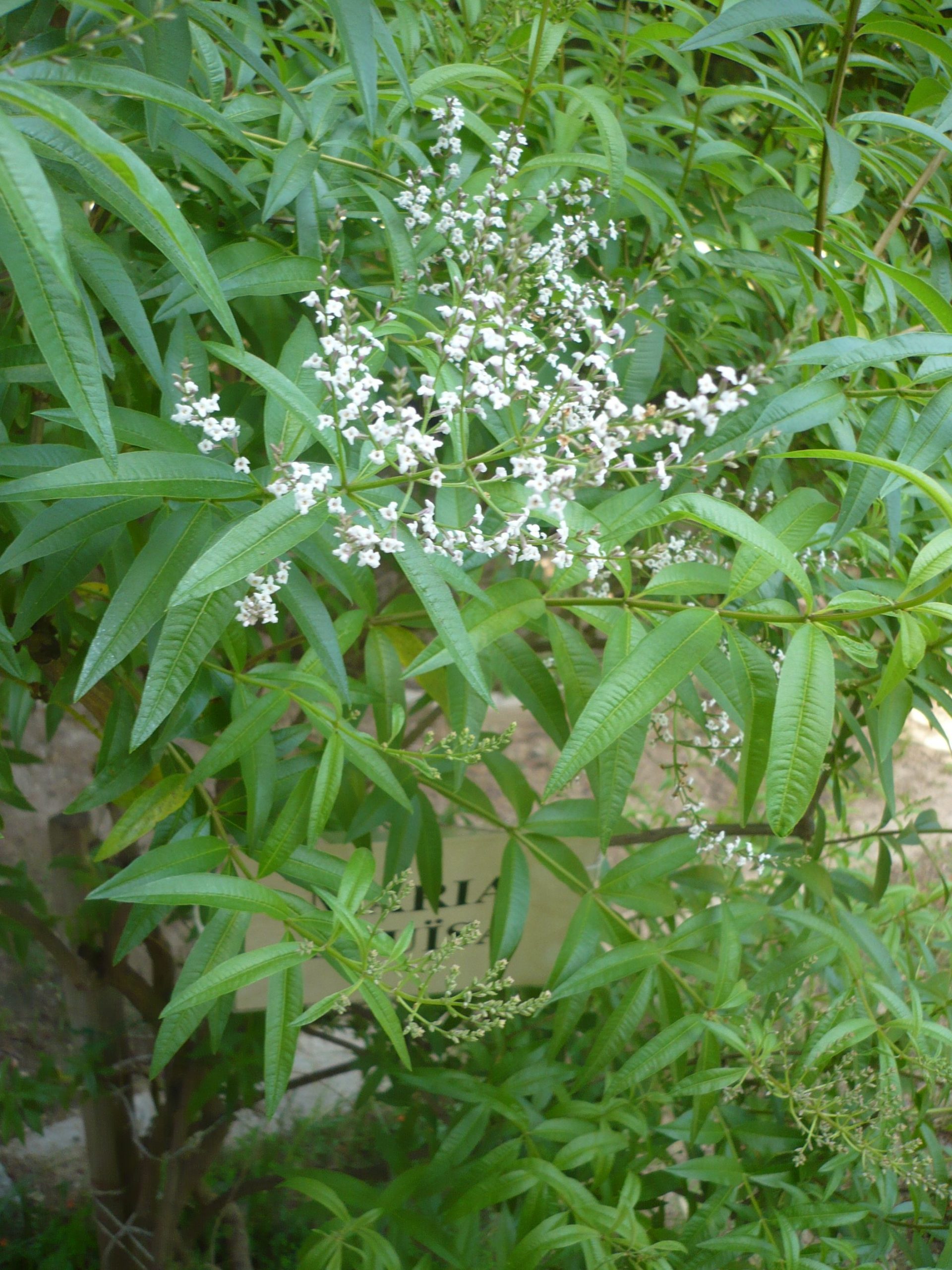 Lemon Verbena Aloysia triphylla from Hoffie Nursery