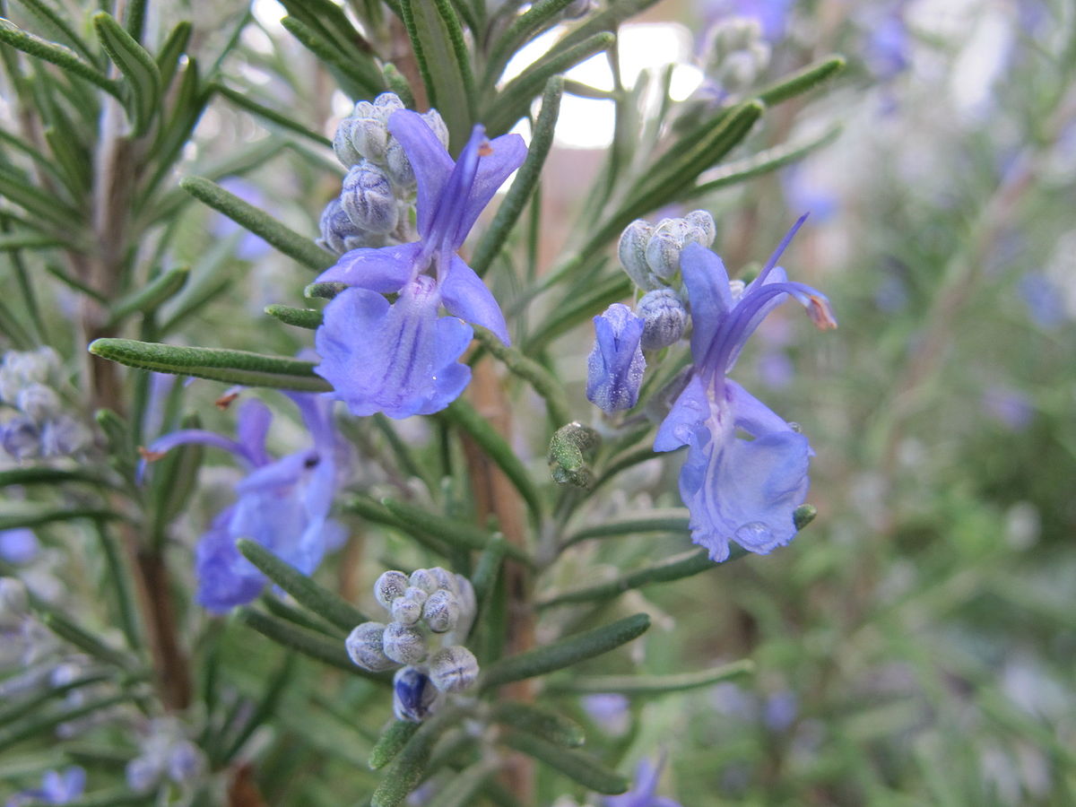 rosmarinus-officinalis-rosemary-art-of-craft